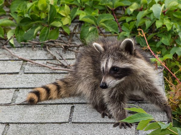 Nampa Wildlife Removal