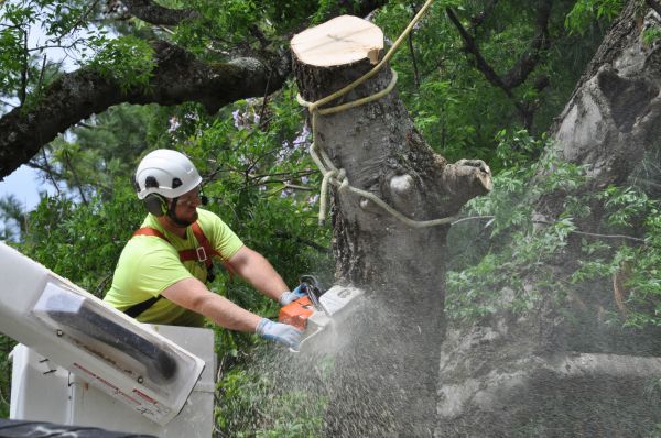 Nampa Tree Trimming