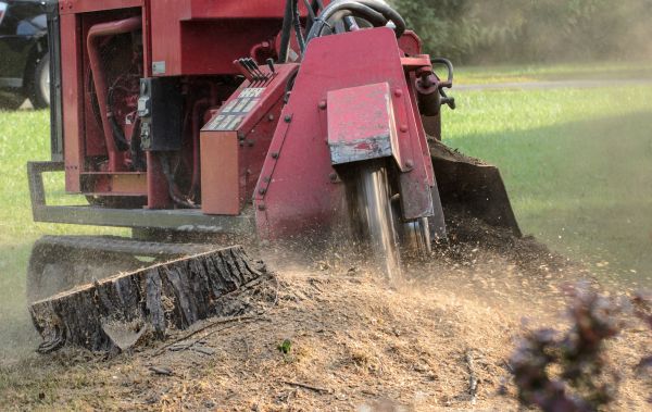 Nampa Tree Removal