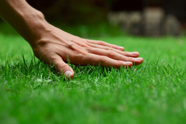 Nampa Lawn Treatment